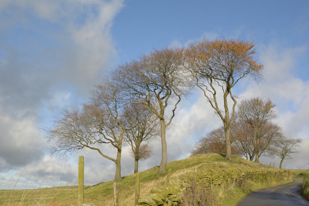 Hilltop Trees near Wincle, Cheshire