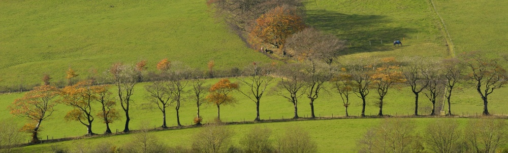 Tree Line near Wincle, Cheshire