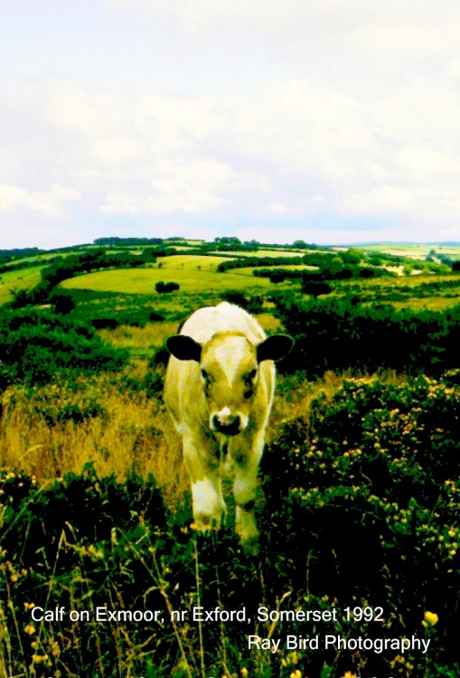 Calf on Exmoor, nr Exford, Somerset 1992