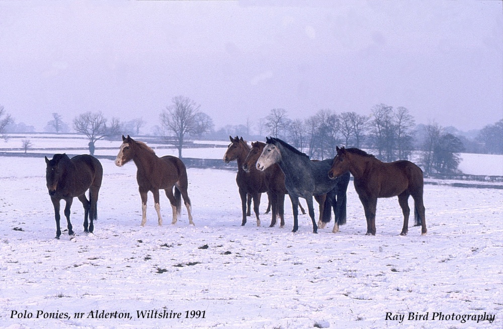 Polo Ponies, Alderton, Wiltshire 1991