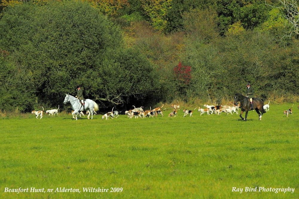 Beaufort Hunt, nr Alderton, Wiltshire 2009