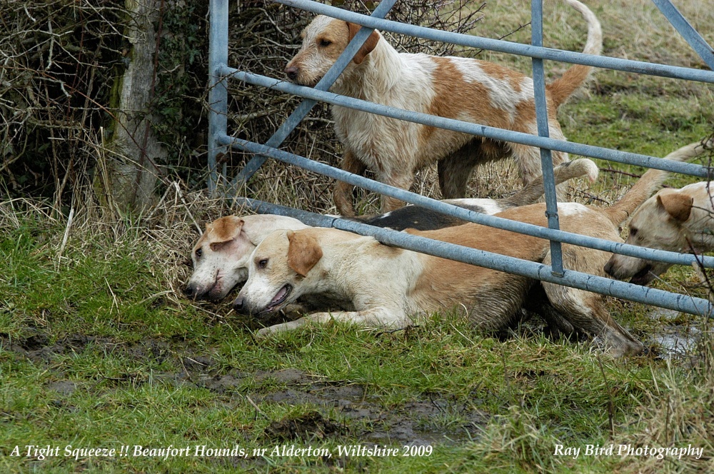A Tight Squeeze !! Beaufort Hounds, nr Alderton, Wiltshire 2009