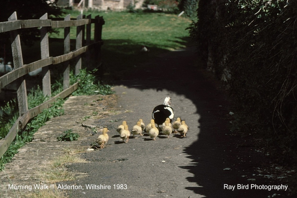 Time for a stroll with Mum !! Alderton, Wiltshire 1983