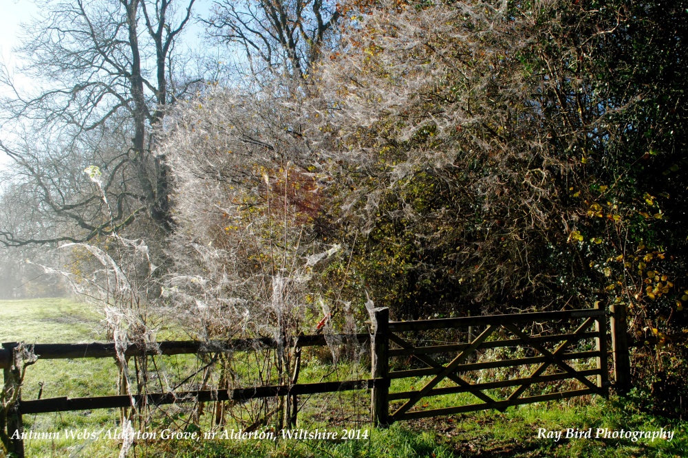 Autumn Webs, nr Alderton, Wiltshire 2014