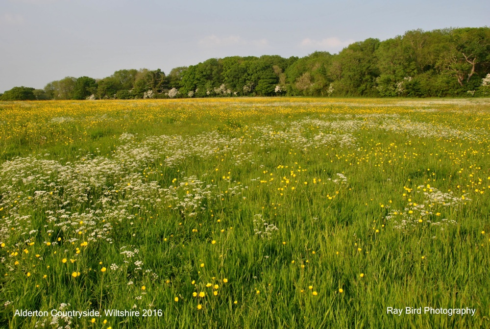 Field in Spring, nr Alderton, Wiltshire 2016