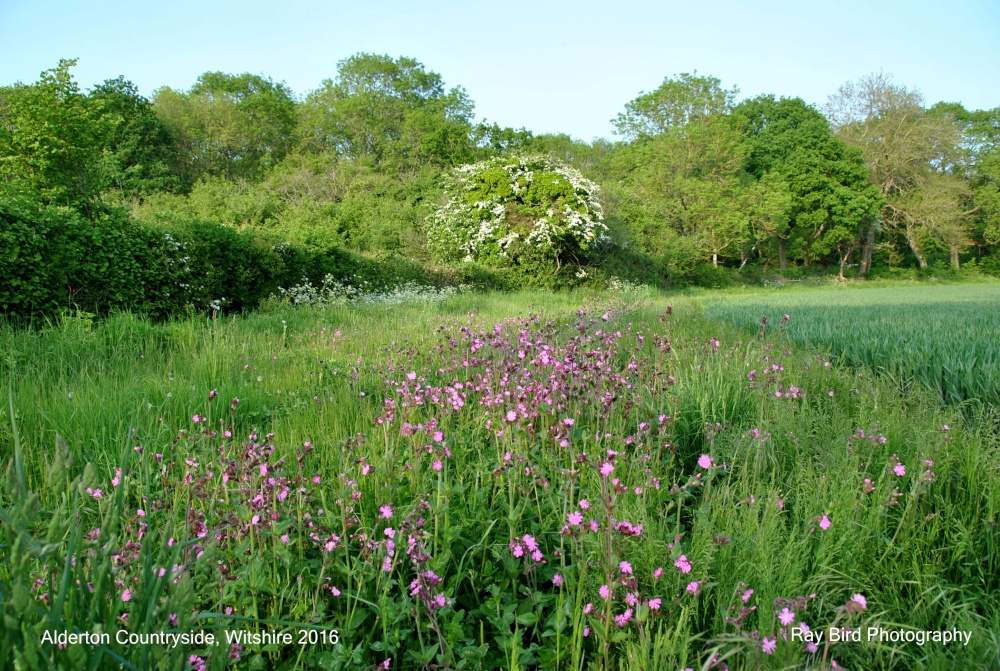 Field in Spring, nr Alderton, Wiltshire 2016
