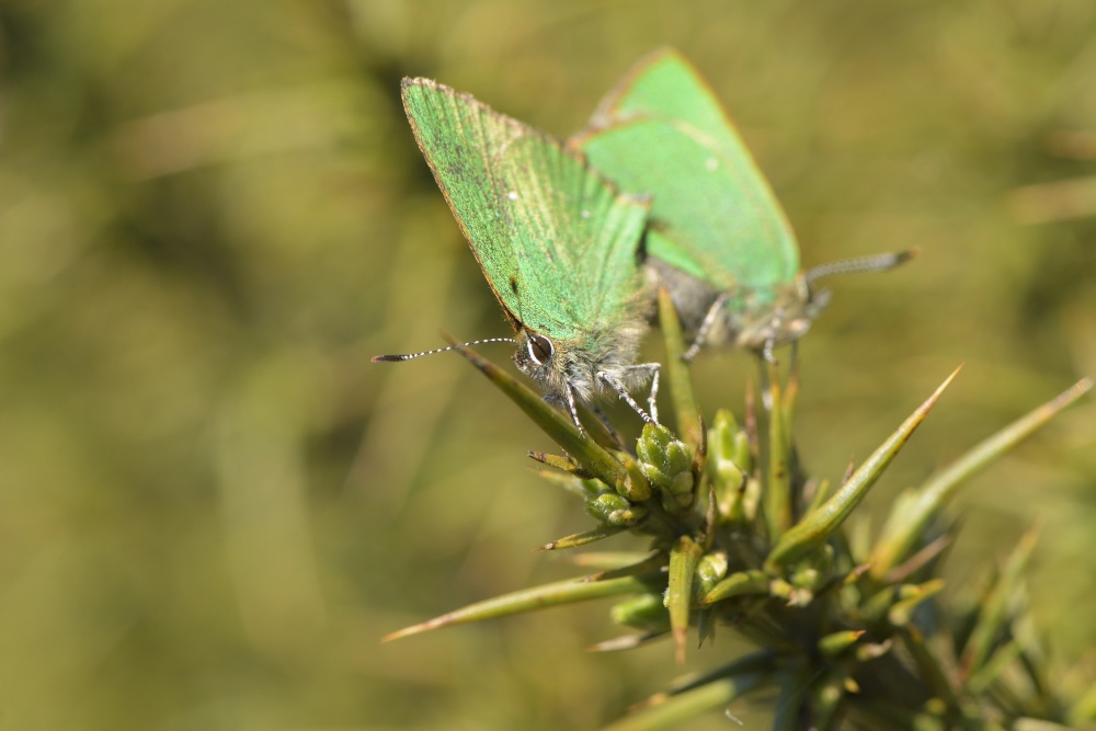 Green Hairstreak Butterflies, Moors above Warslow, Staffordshire