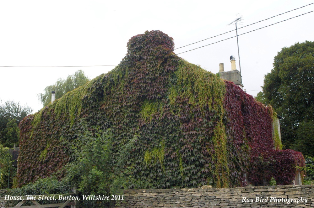 Foliage-clad House, The Street, Burton, Wiltshire 2011
