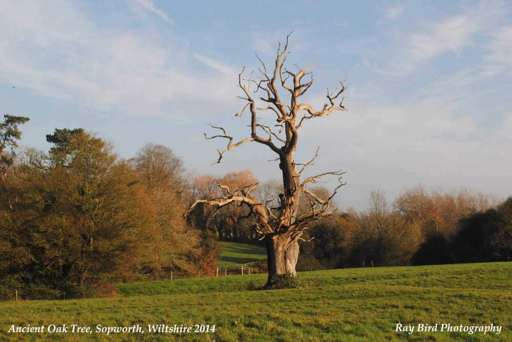 Ancient Oak Tree, Sopworth, Wiltshire 2014