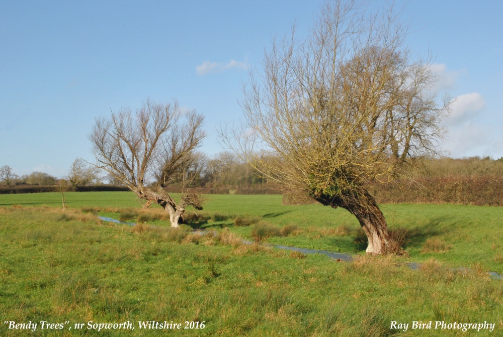 Trees by Stream, nr Sopworth, Wiltshire 2016