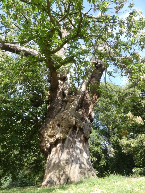 Spanish Chestnut Tree Greenwich Park