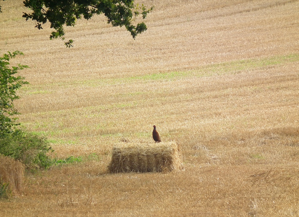 Pheasant in a freshly cropped field in Carhampton, near Minehead, Somerset