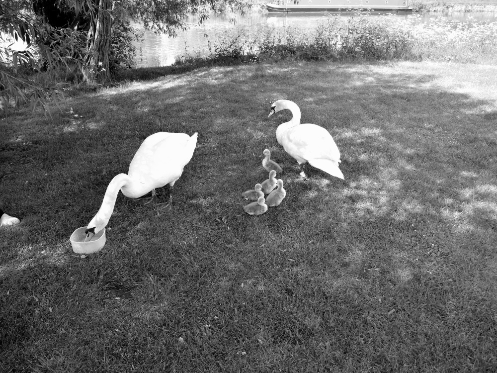 Swan Family On The River Bank at Clifton Hampden, Oxfordshire