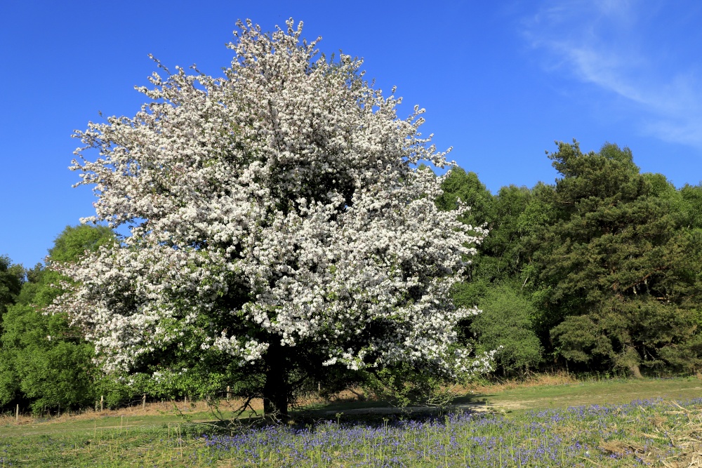 Crab Apple Tree, Bunkers Hill, Ashdown Forest, East Sussex