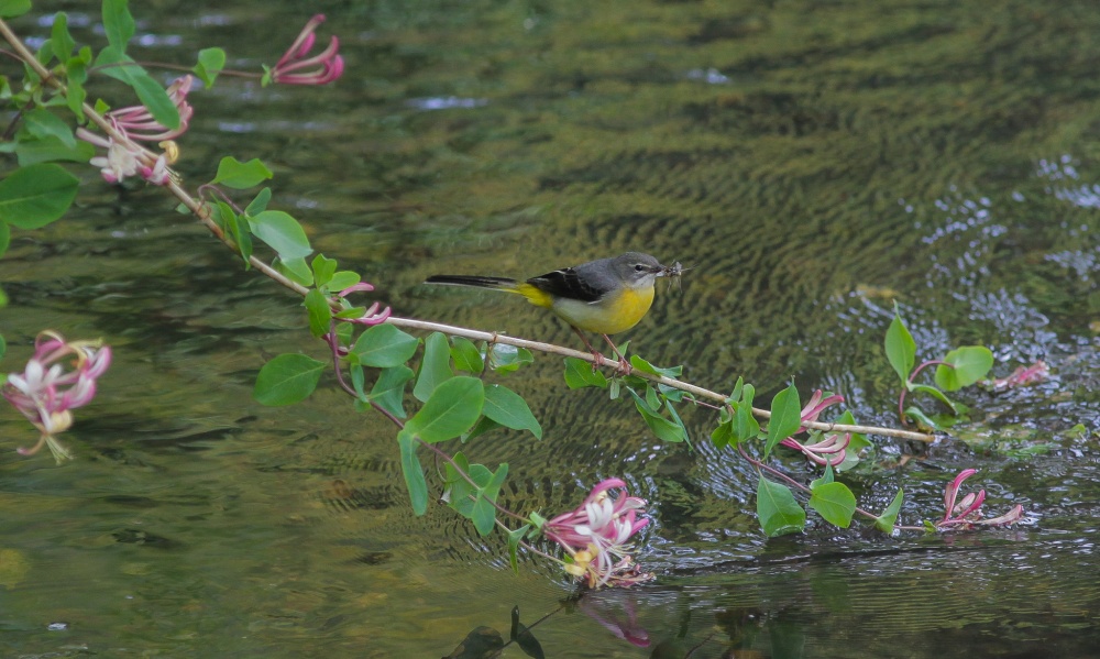 Grey Wagtail on the Darent
