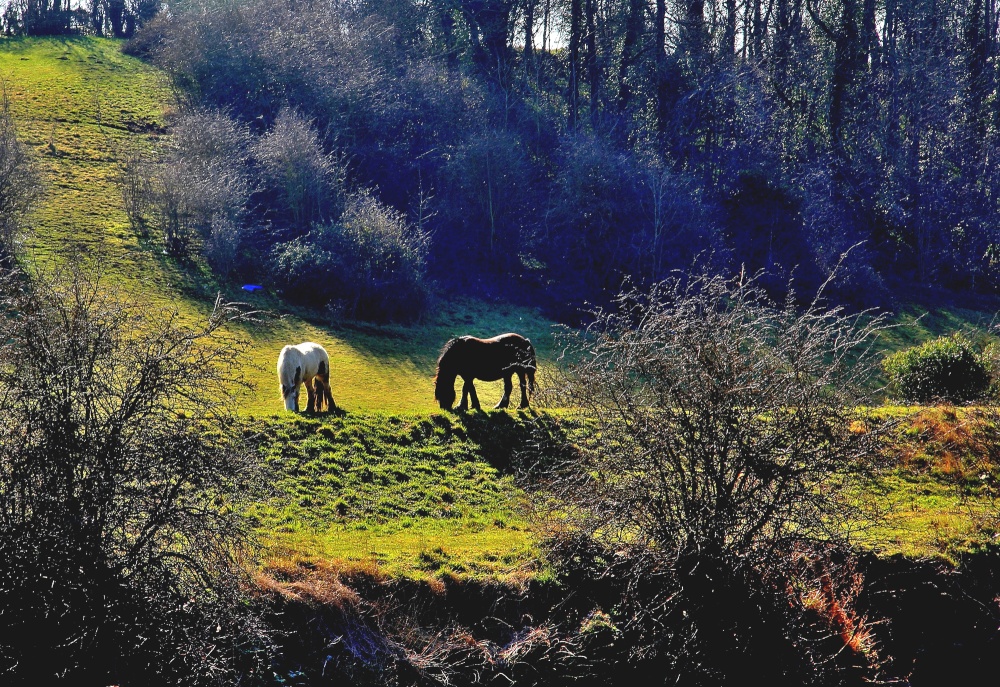 Horses grazing at Sprotbrough