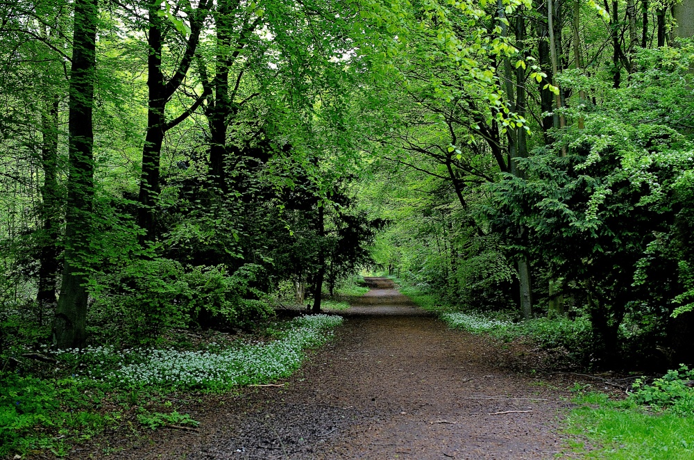 Melton Wood near Doncaster
