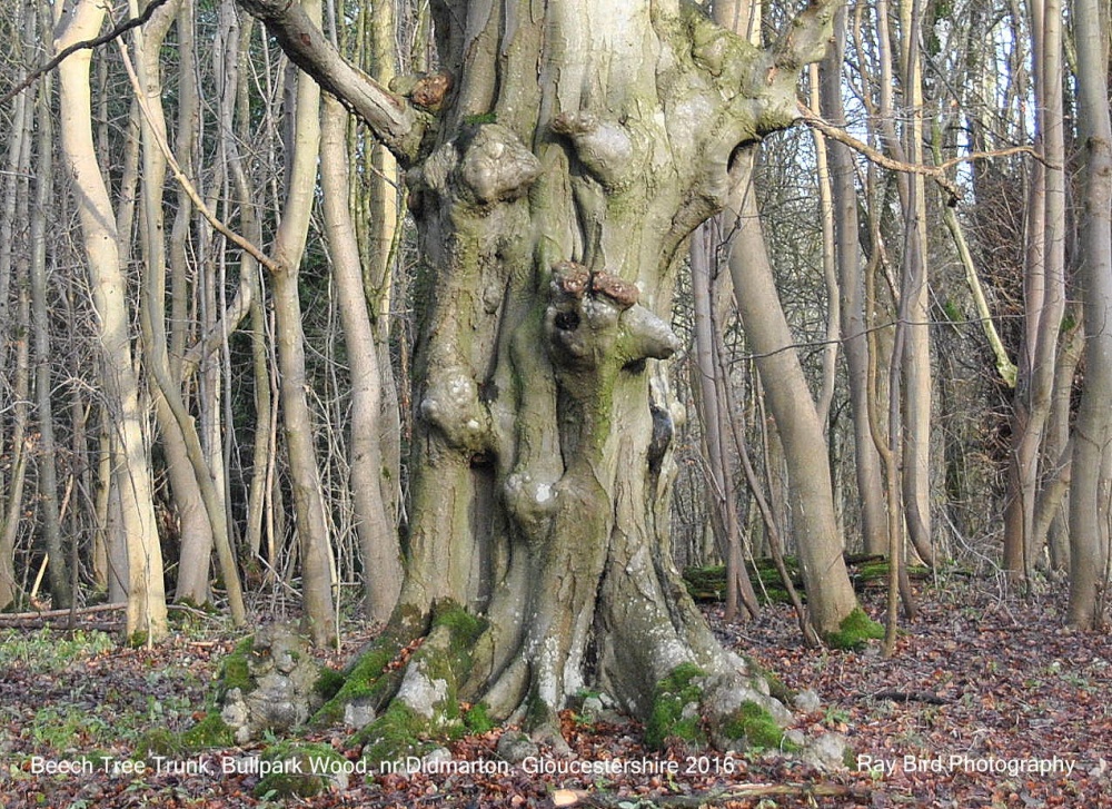 Beech Tree Trunk, Bullpark Wood, nr Didmarton, Gloucestershire 2016