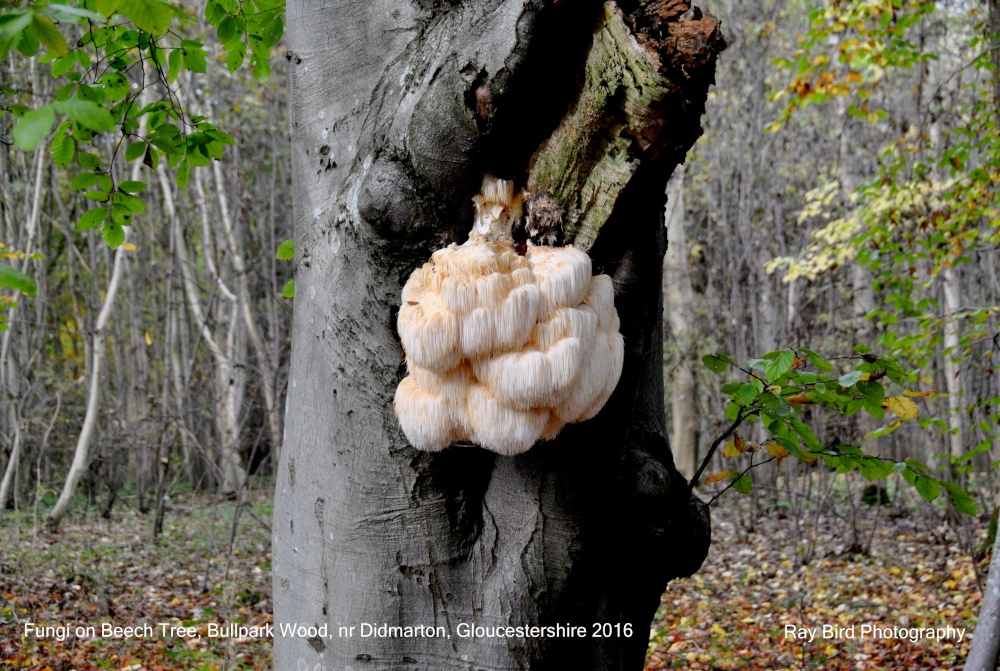 Fungi on Beech Tree Trunk, Bullpark Wood, nr Didmarton, Gloucestershire 2016