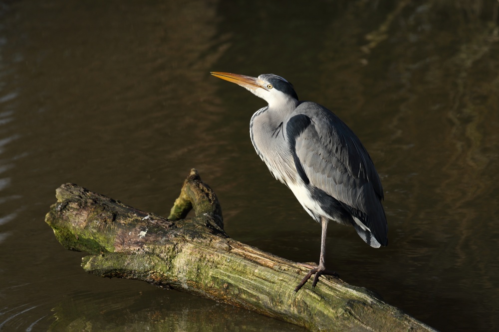 Heron resting by the old millstream at Caversham