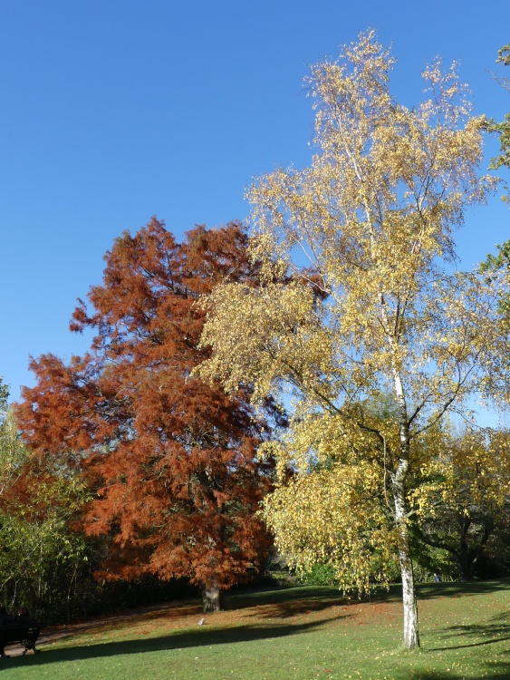 Greenwich Park in Autumn