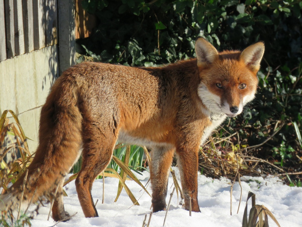 fox in the garden