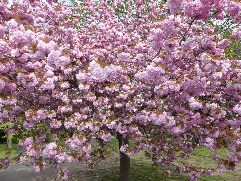 Cherry Blossom in Greenwich Park