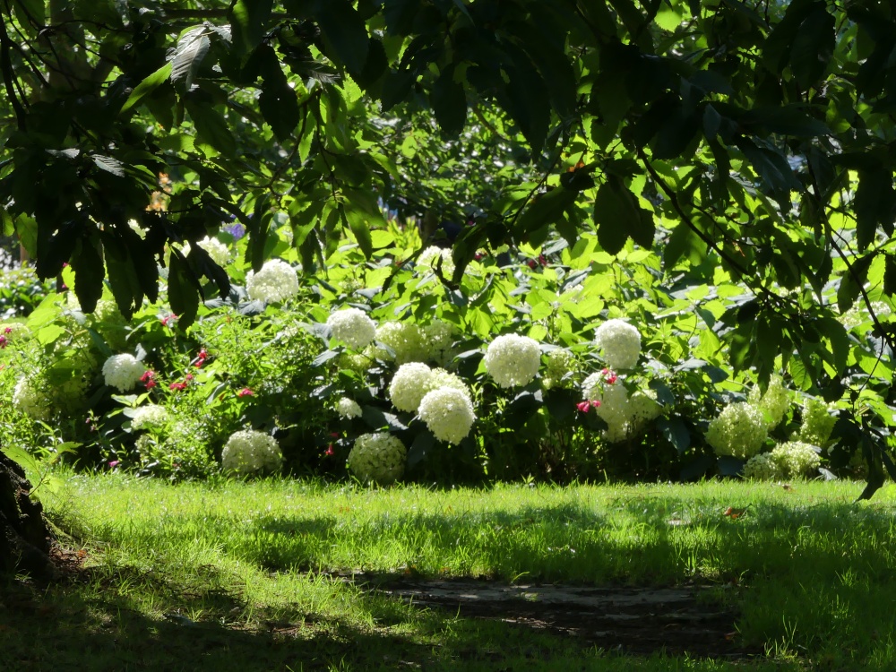 Hydrangeas in Greenwich Park Flower Garden