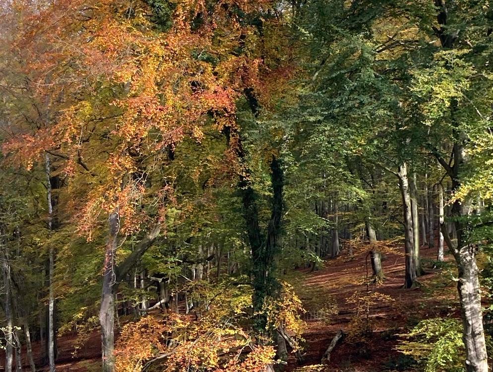 Autumn woodlands
