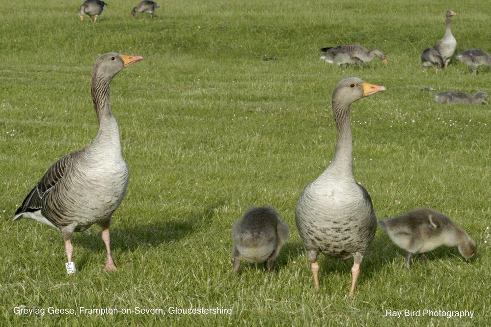 Grey Lag Geese, Frampton on Severn, Gloucestershire