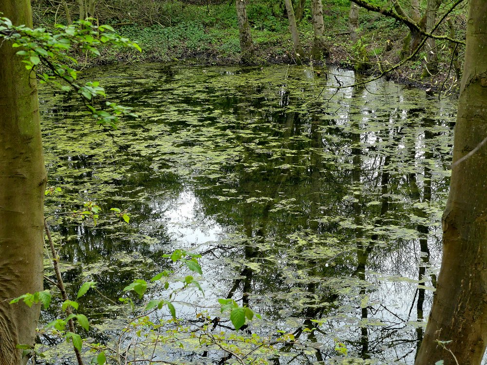 Pond at Carlton Marsh