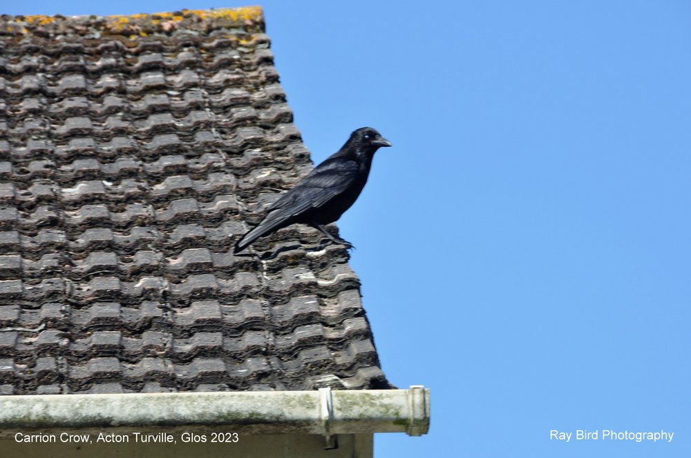 Carrion Crow, Acton Turville, Gloucestershire 2023