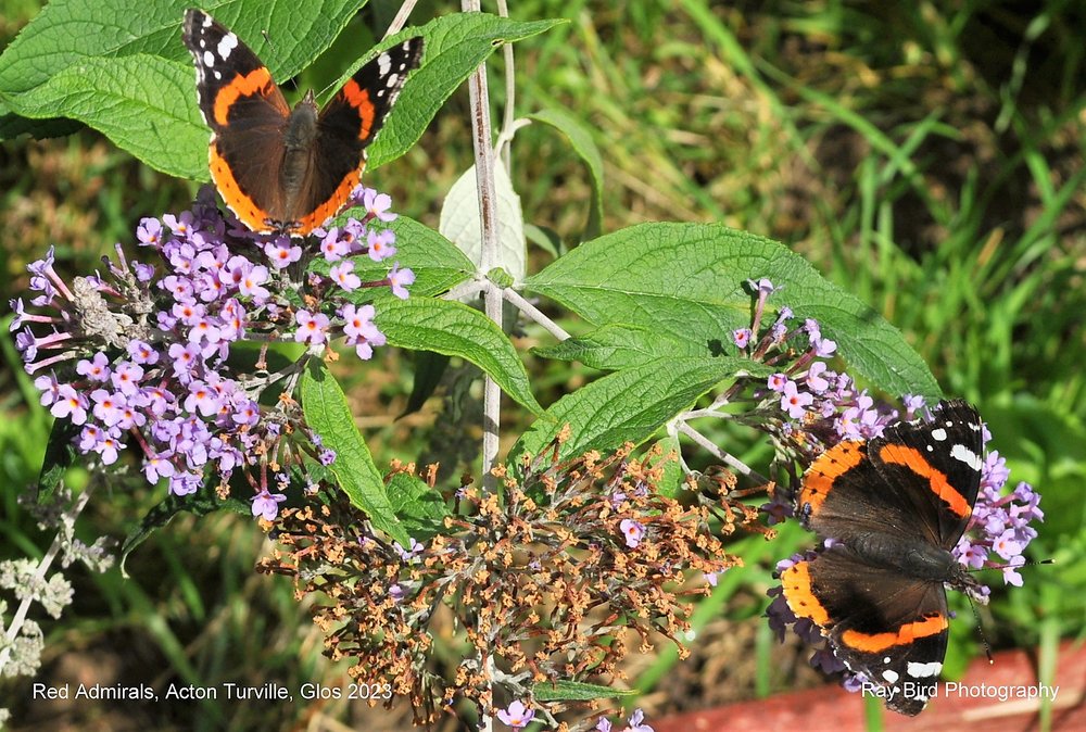 Red Admiral Butterflies, Acton Turville, Gloucestershire 2023