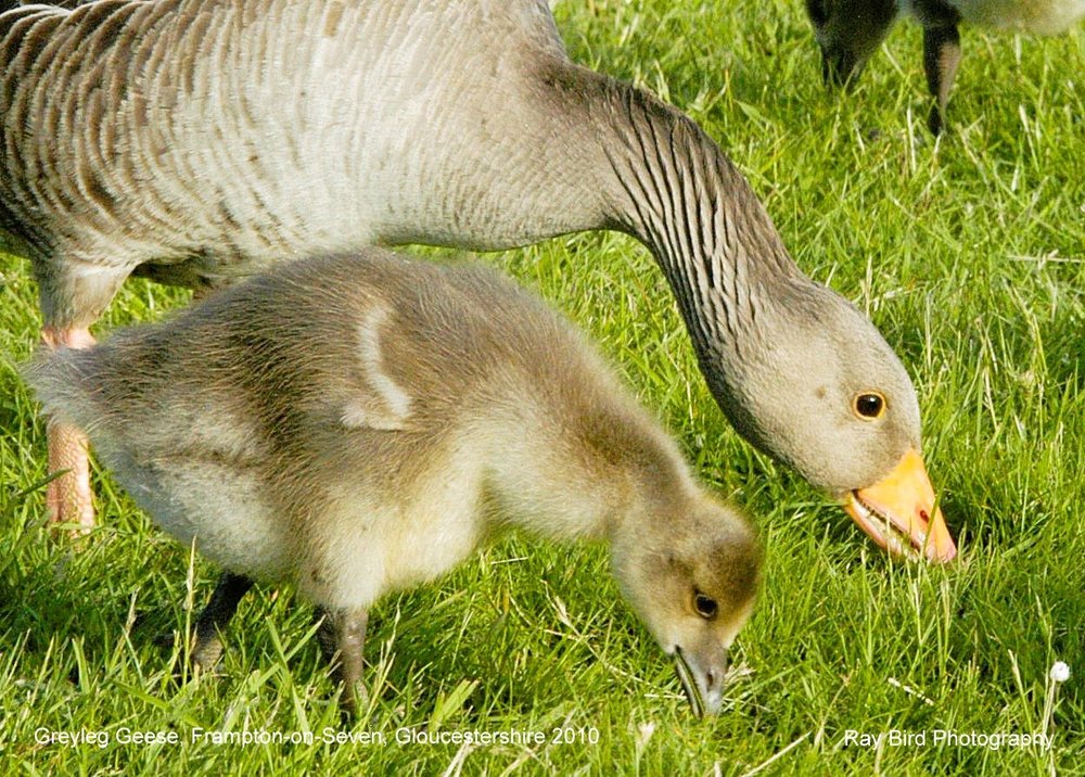 Greylag Geese, Frampton on Severn, Gloucestershire