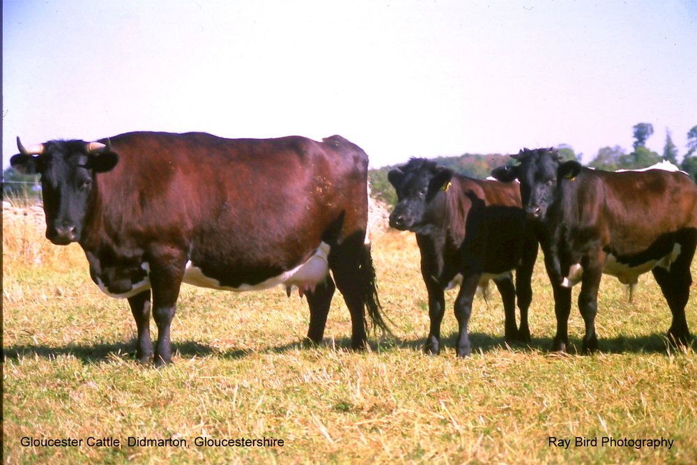 Rare Breeds - Gloucester Cattle, nr Didmarton, Gloucestershire