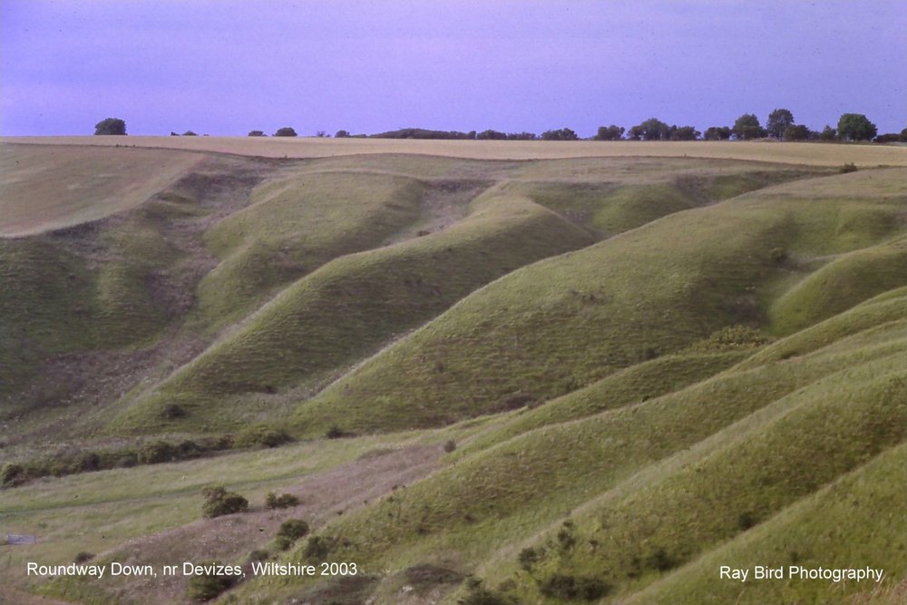Roundway Down, nr Devizes, Wiltshire 2003