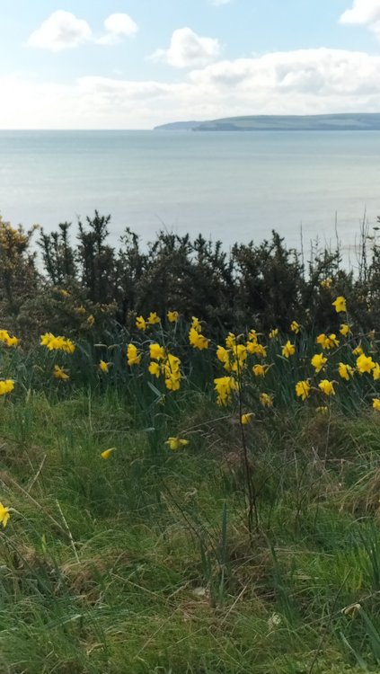 Daffodils in bloom along the East Cliff in Bournemouth
