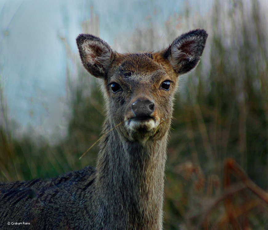 Young Sika Deer