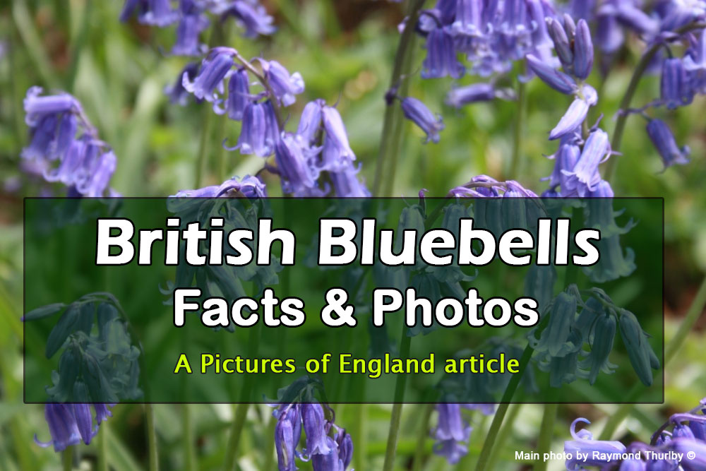Are bluebells poisonous? And more bluebell facts - Woodland Trust