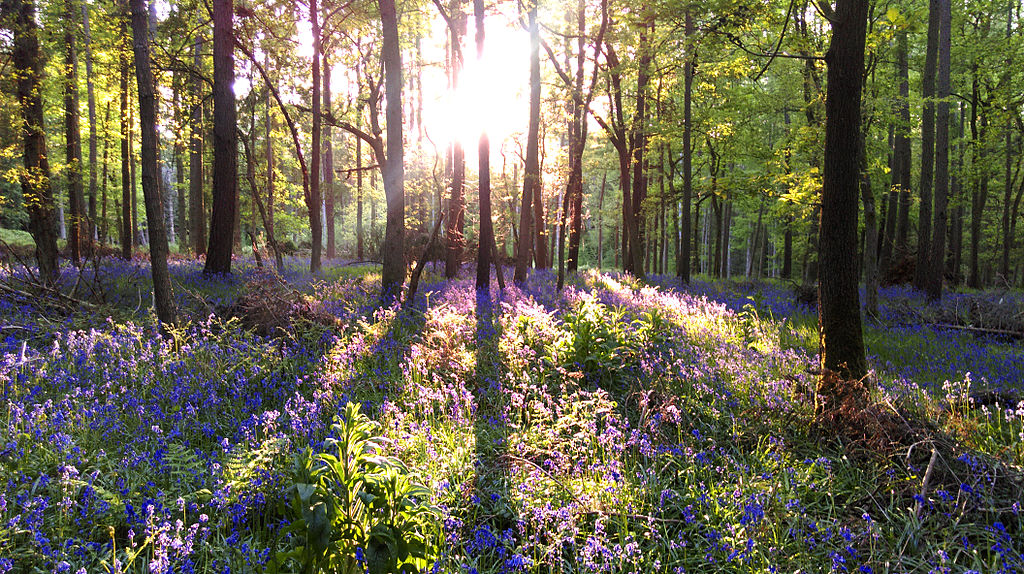 Woodland near Maidensgrove