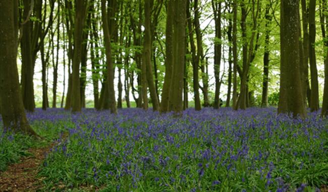 Woodland near Maidensgrove