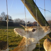 Photo of Weald Country Park