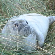 Photo of Donna Nook