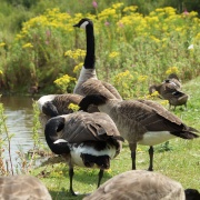 Photo of Waters Edge Country Park