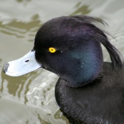 Tuffted Duck. Herrington Country Park. Sunderland.