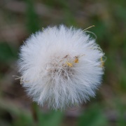 Photo of Sence Valley Forest Park