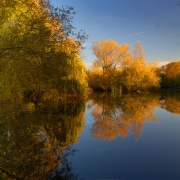 Photo of Reflections 2 - Trees