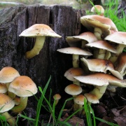 Photo of Fungi
