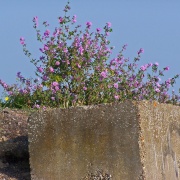 Photo of North Fambridge