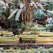 Photo of Stapeley Water Gdns. & Palms Tropical Oasis
